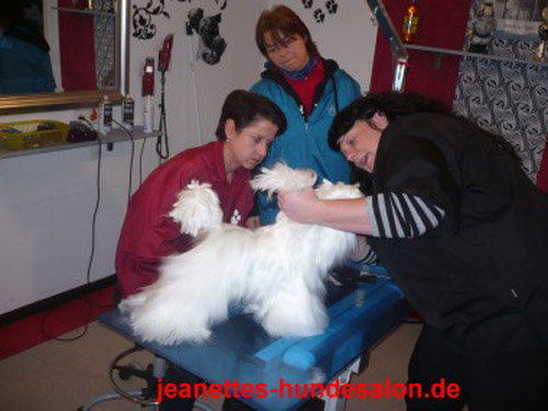 modellhund 52.gif