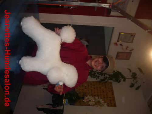 modelpudel001