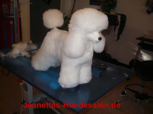 modelpudel009