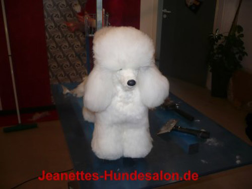 modelpudel010