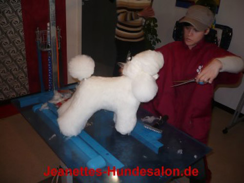 modelpudel014