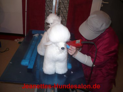 modelpudel018