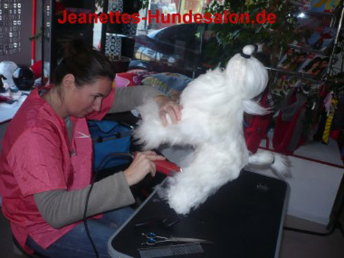 modelpudel033