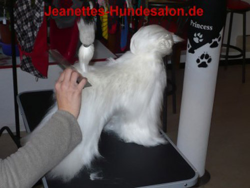 modelpudel039