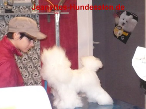 modelpudel050